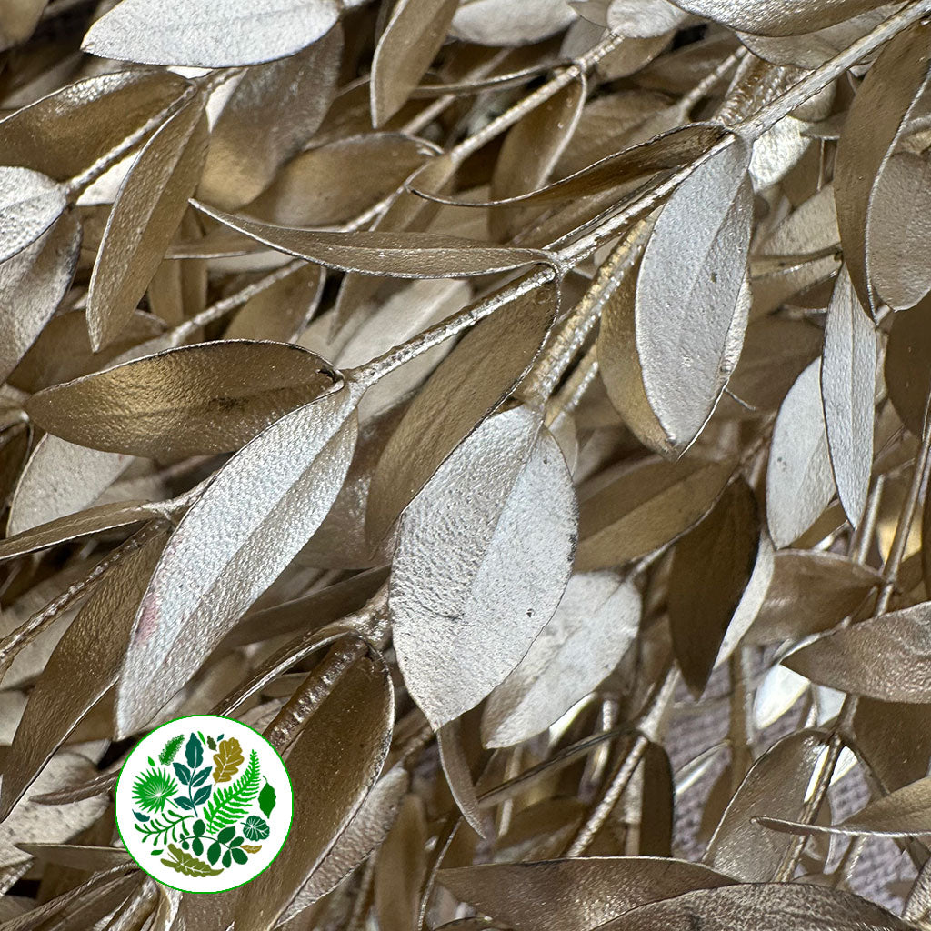 Eucalyptus &#39;Parvifolia&#39; (Painted) (Various Colours)