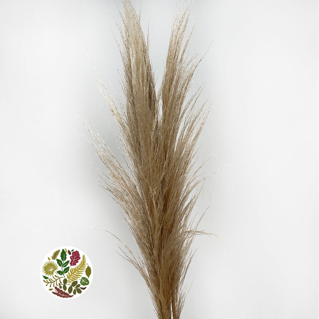 Grass 'Pampas' (Evita) (Natural) (DRY) (Various Sizes)