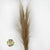 Grass 'Pampas' (Evita) (Natural) (DRY) (Various Sizes)