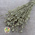 Poppy 'Heads' (Painted) (Small) (DRY) (Various Colours)