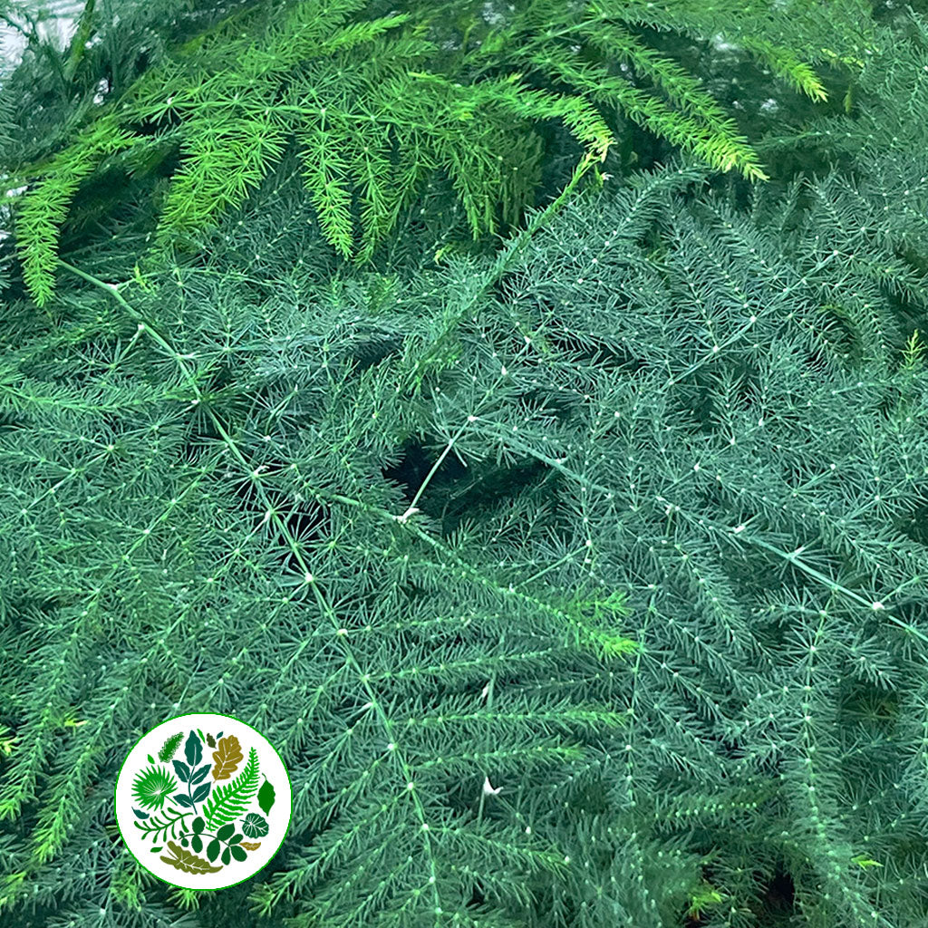 Fern 'Asparagus' (Various Lengths)