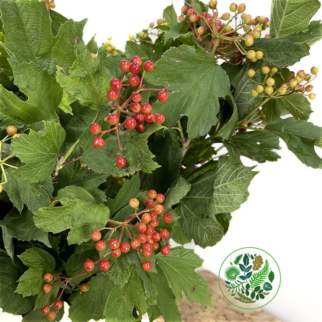 Viburnum &#39;Compacta Berried&#39; (Cultivated) (Various Sizes)