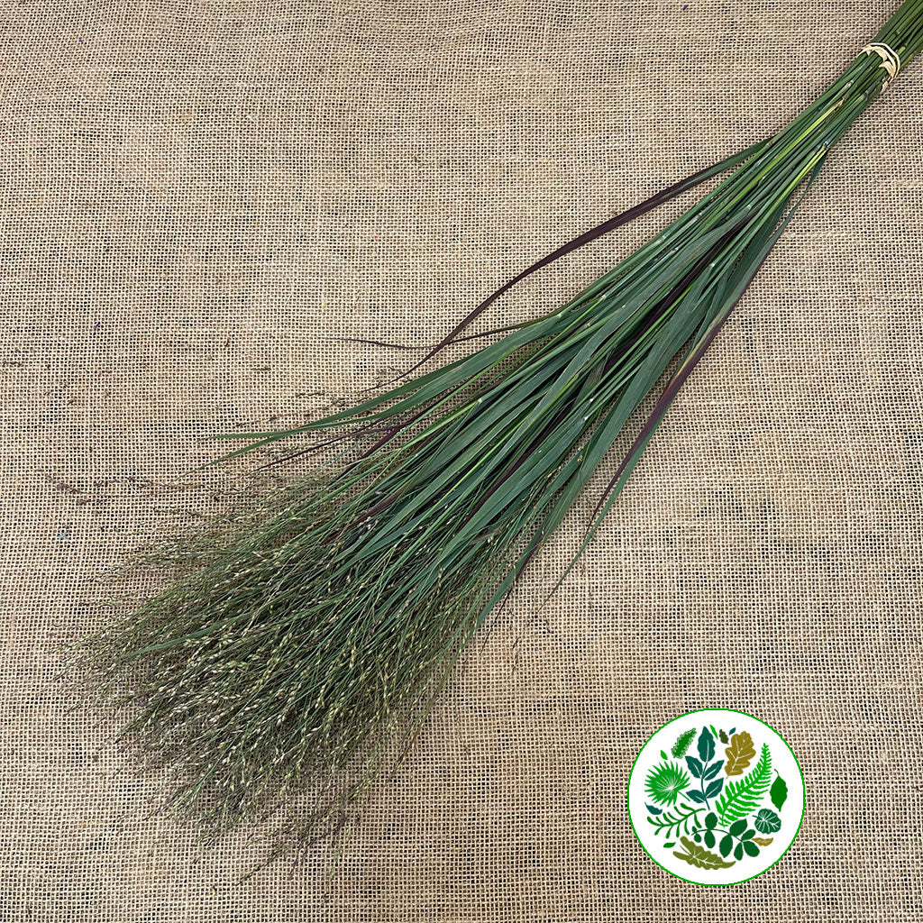 Grass &#39;Panicum&#39; (Heavy Metal) (Various Lengths)