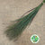 Grass 'Panicum' (Heavy Metal) (Various Lengths)