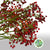 Rose Hips 'Autumn Orange' Straight (Various Heights)