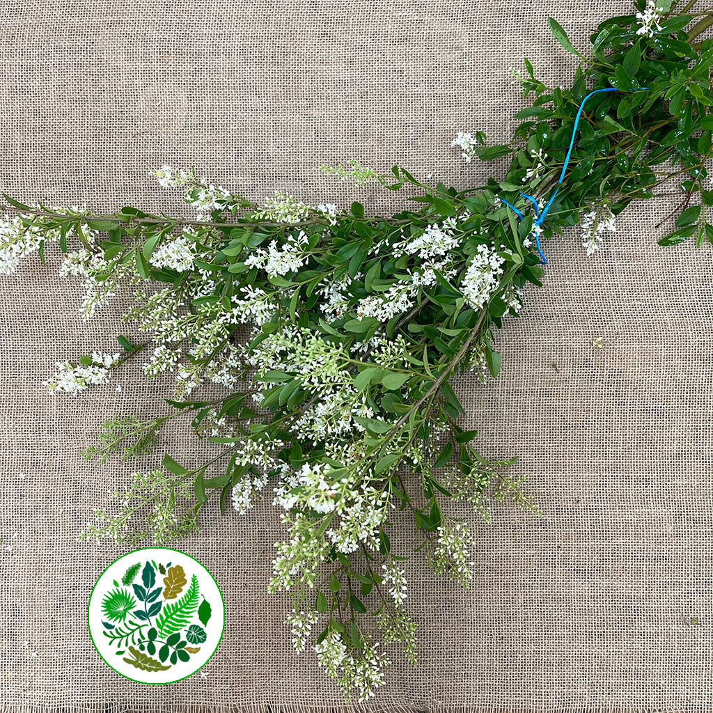 Privet &#39;Flowering&#39; (Green) (Wild) (Various Sizes)