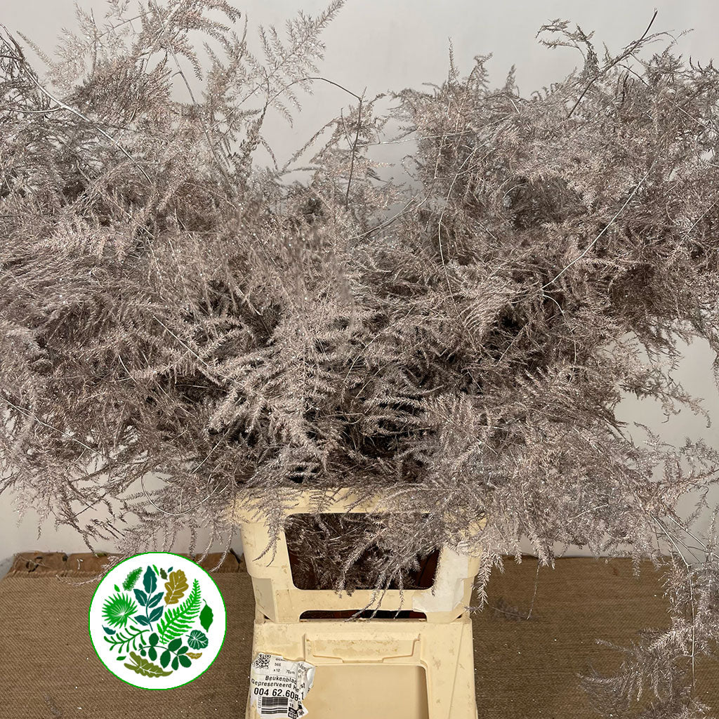 Fern &#39;Asparagus&#39; (Painted/Glitter) 85cm (Various Colours) (x50)