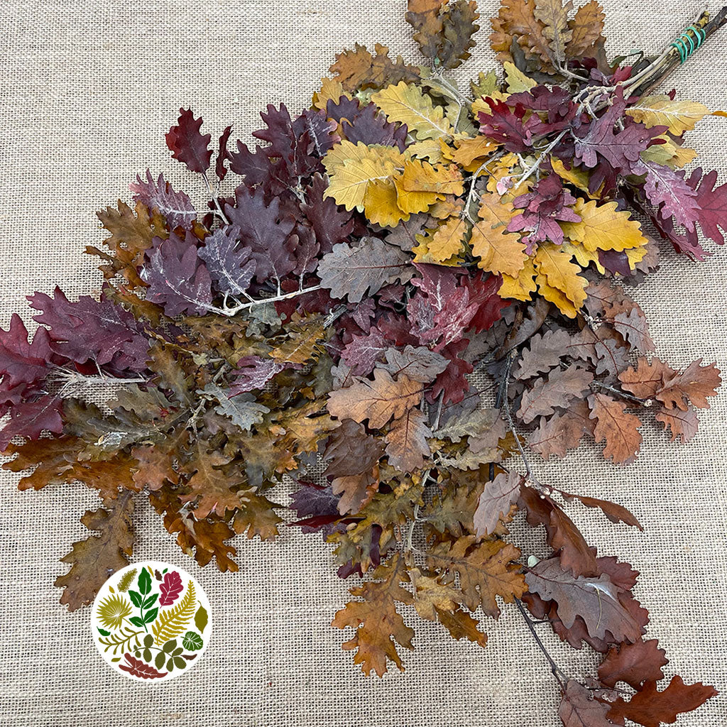 Oak 'Stabilised' (Various Colours) (DRY) 60cm