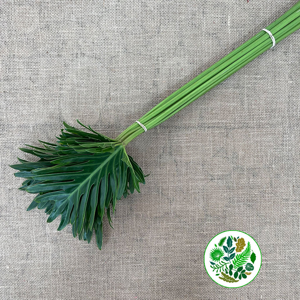 Philodendron Leaves 'Xantal' (Various Lengths)