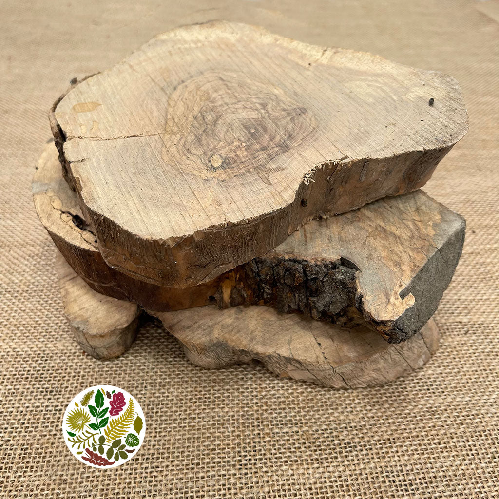 Olive Wood &#39;Slices&#39; (DRY) (Various Sizes)