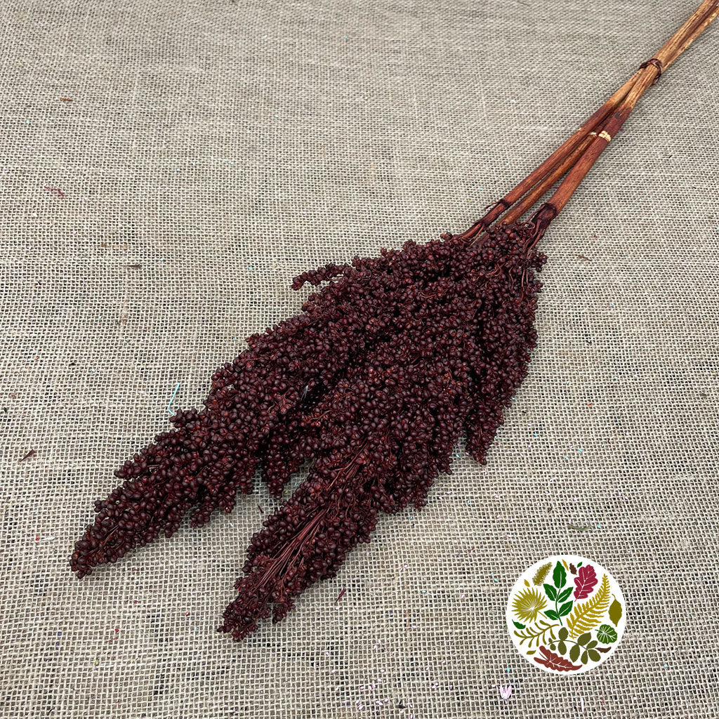 Grass 'Sorgum' (Painted) (DRY) (Various Colours) 70cm (x3)