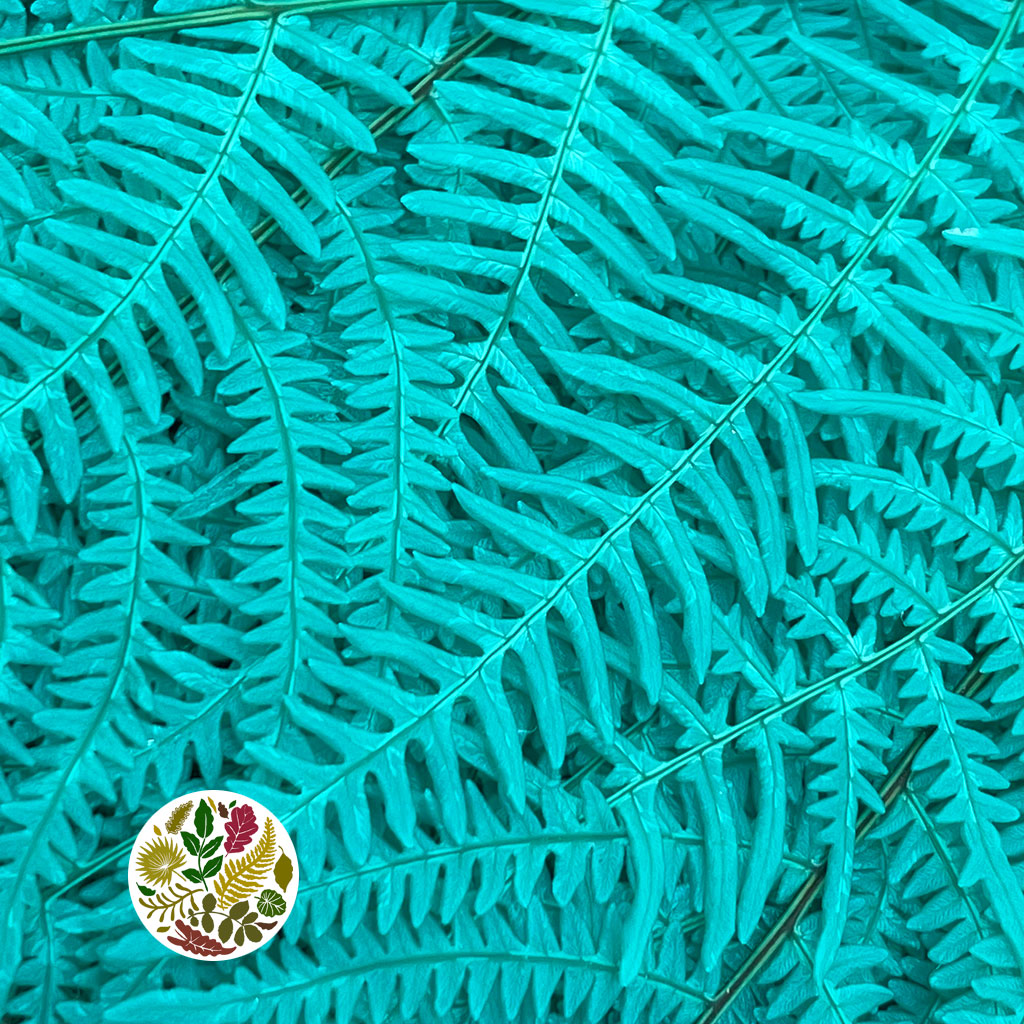 Fern 'Bracken' (Preserved) (DRY) (Various Colours) 60-70cm