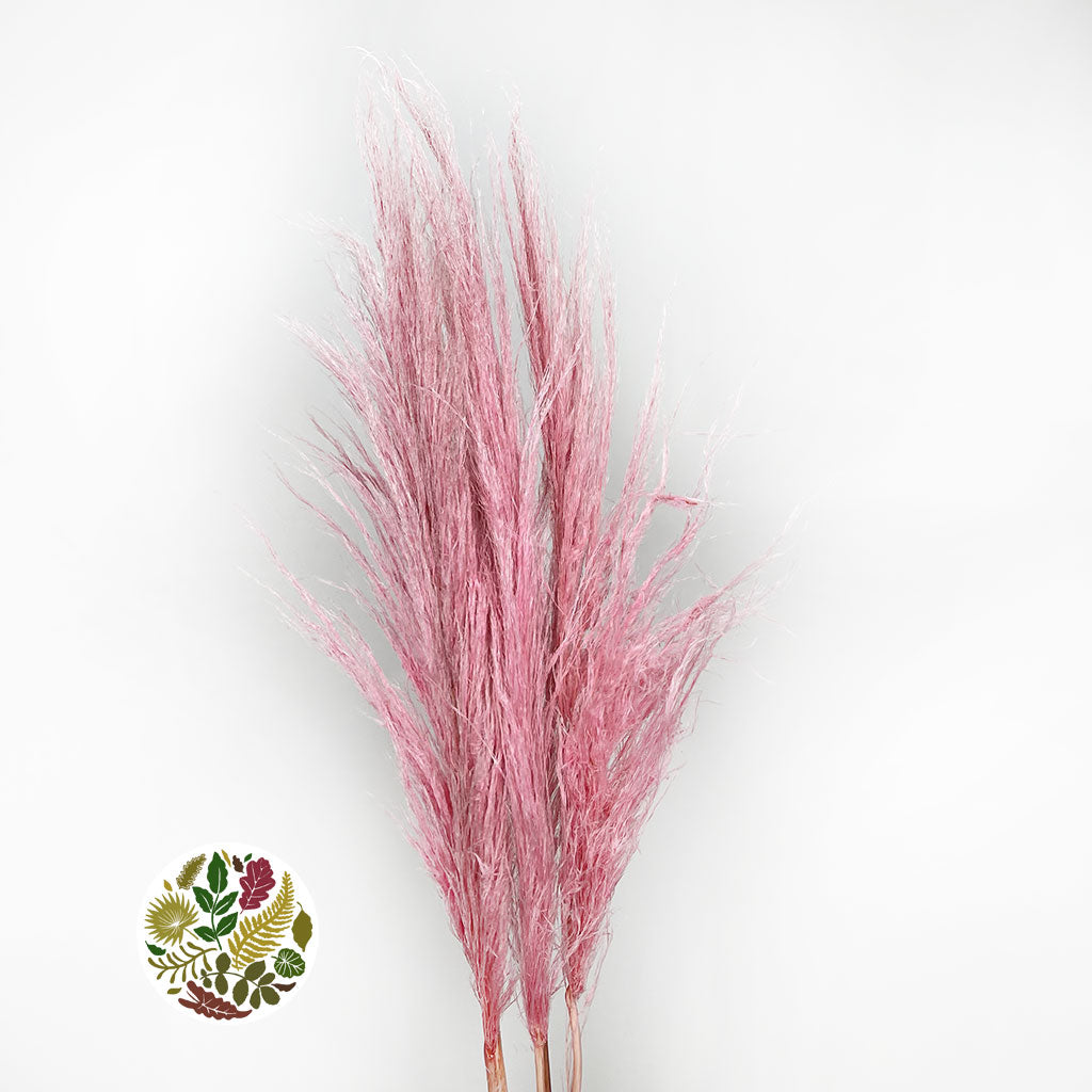 Grass 'Pampas' (Evita) (Various Colours) (DRY) 120cm (x5)
