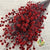 Stillingia Flowers DRY 'Various Colours' (x10)