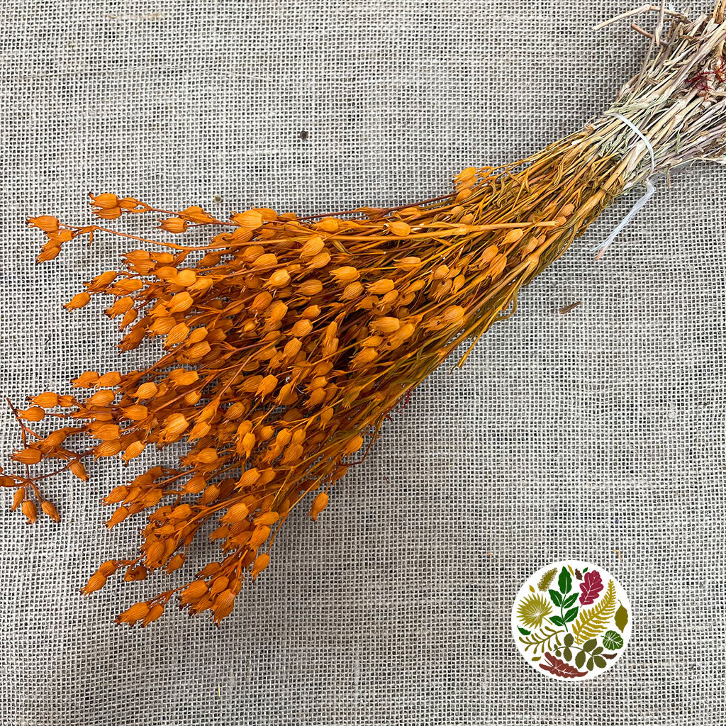 Grass 'Silene Conica' (Coloured Various) (DRY) 40cm