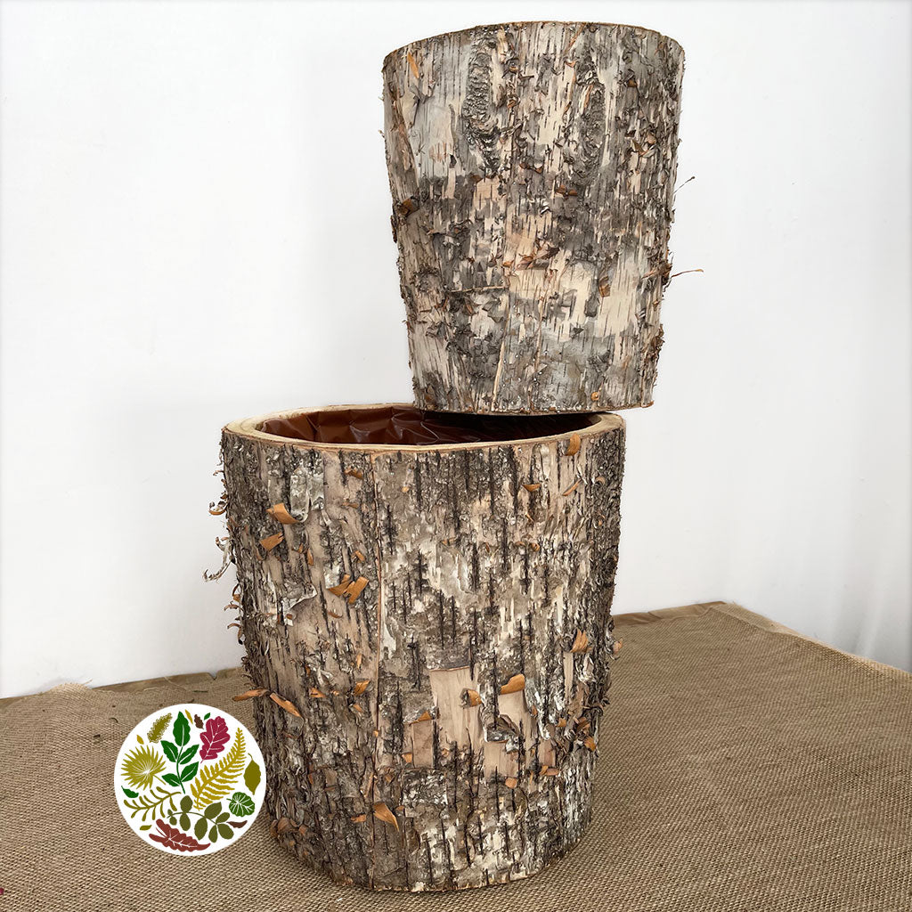 bark plant pot Birch Bark 'Planter' Round 'Cubra' (Set of 2) (Various Sizes)