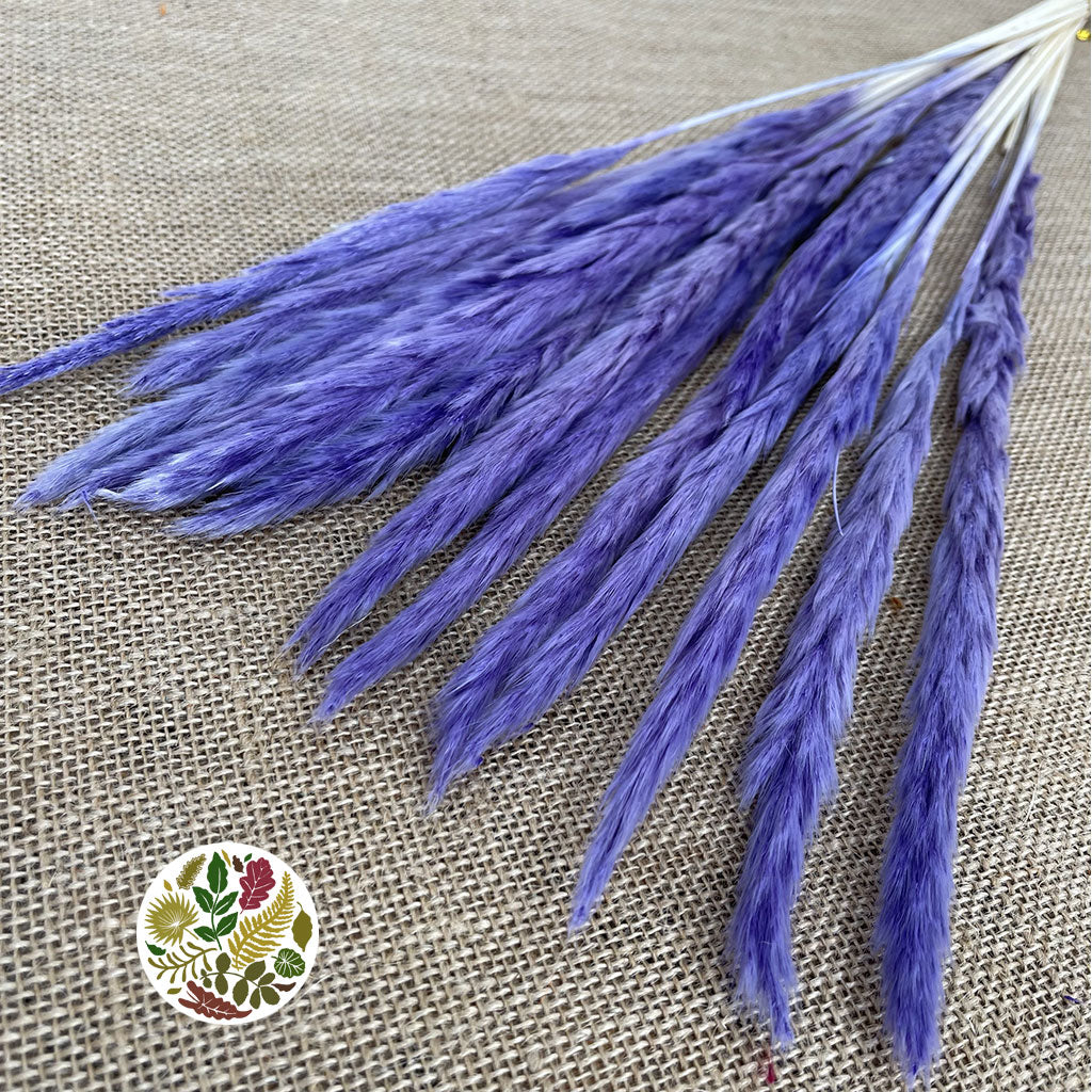 Grass 'Pampas' (Fluffy Baby) (Coloured) (DRY) (Various Sizes)