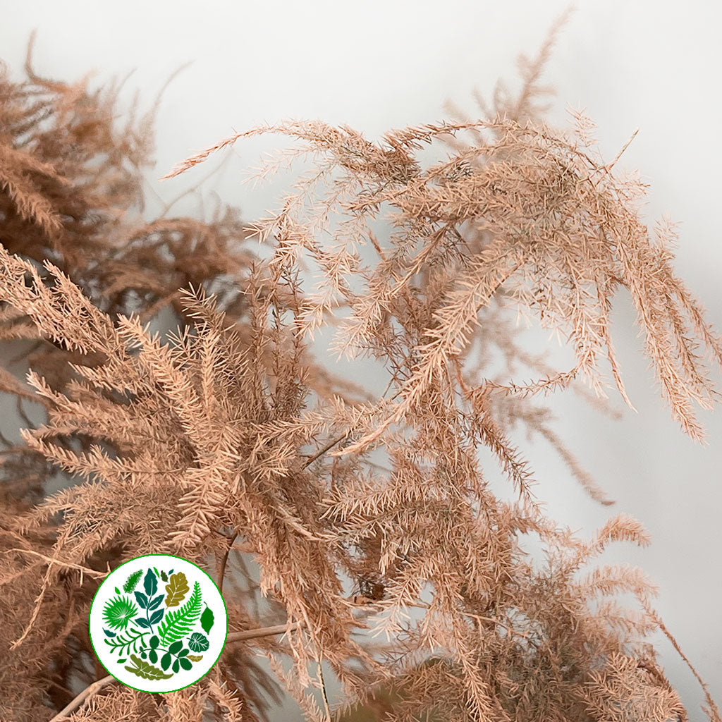 Fern 'Asparagus' (Painted) 85cm (Various Colours) (x50)