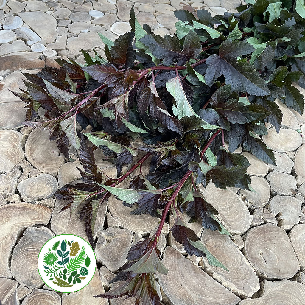 Diablo &#39;Foliage Dark&#39; (Cultivated E) (Various Lengths)