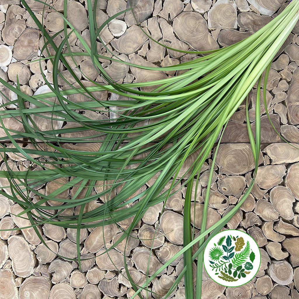 Lily Grass (Liriope Green) (Various Sizes)