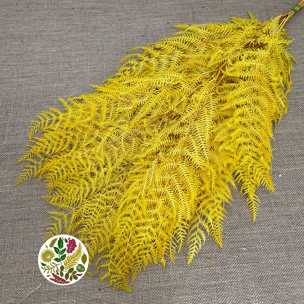 Fern &#39;Bracken&#39; (Preserved) (DRY) (Various Colours) 60-70cm