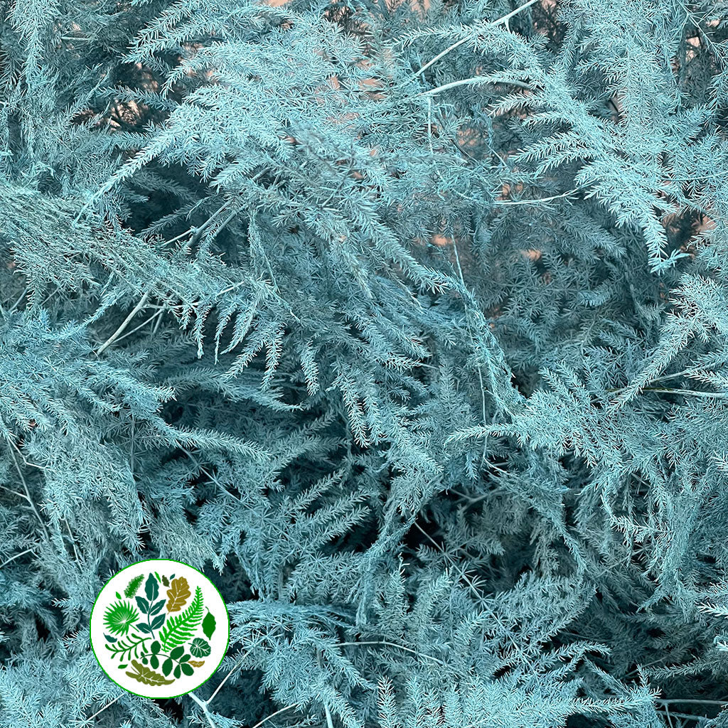Fern 'Asparagus' (Painted) 65cm (Various Colours) (x50)