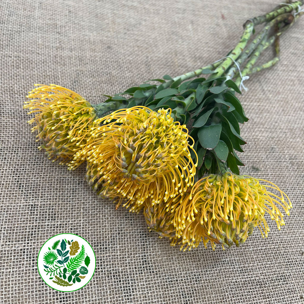 Pincushion Protea 'High Gold' (Various Lengths)