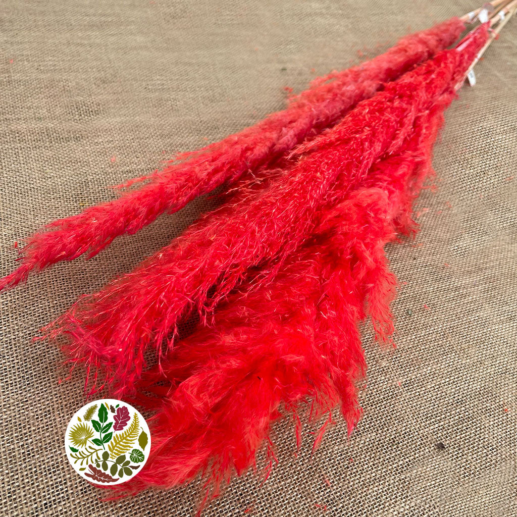 Grass 'Pampas' (Dadang) (Coloured) (DRY) (Various Sizes)