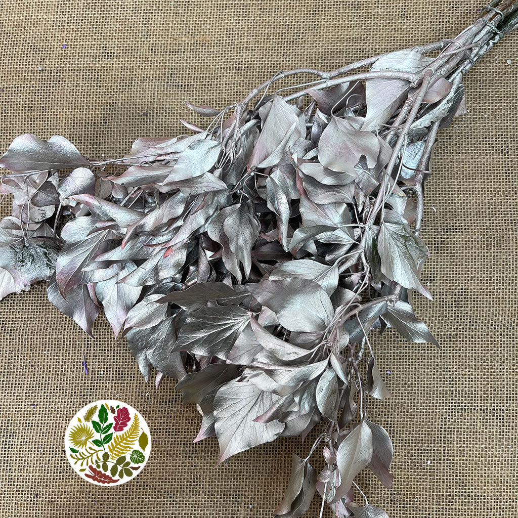 Ivy 'Foliage' (Preserved & Painted) (DRY) (Various Colours)