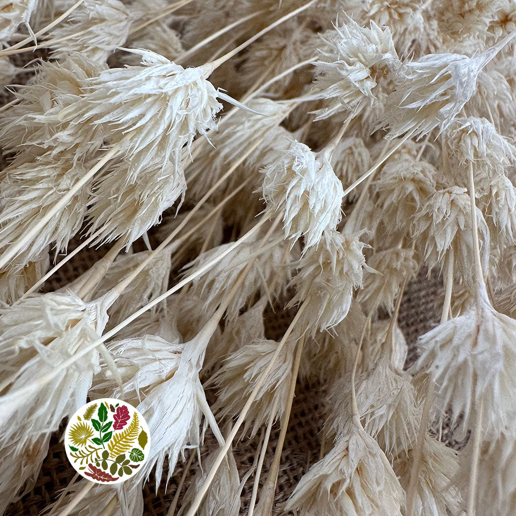 Bamboo 'Weeping' (Bleached) DRY 45cm