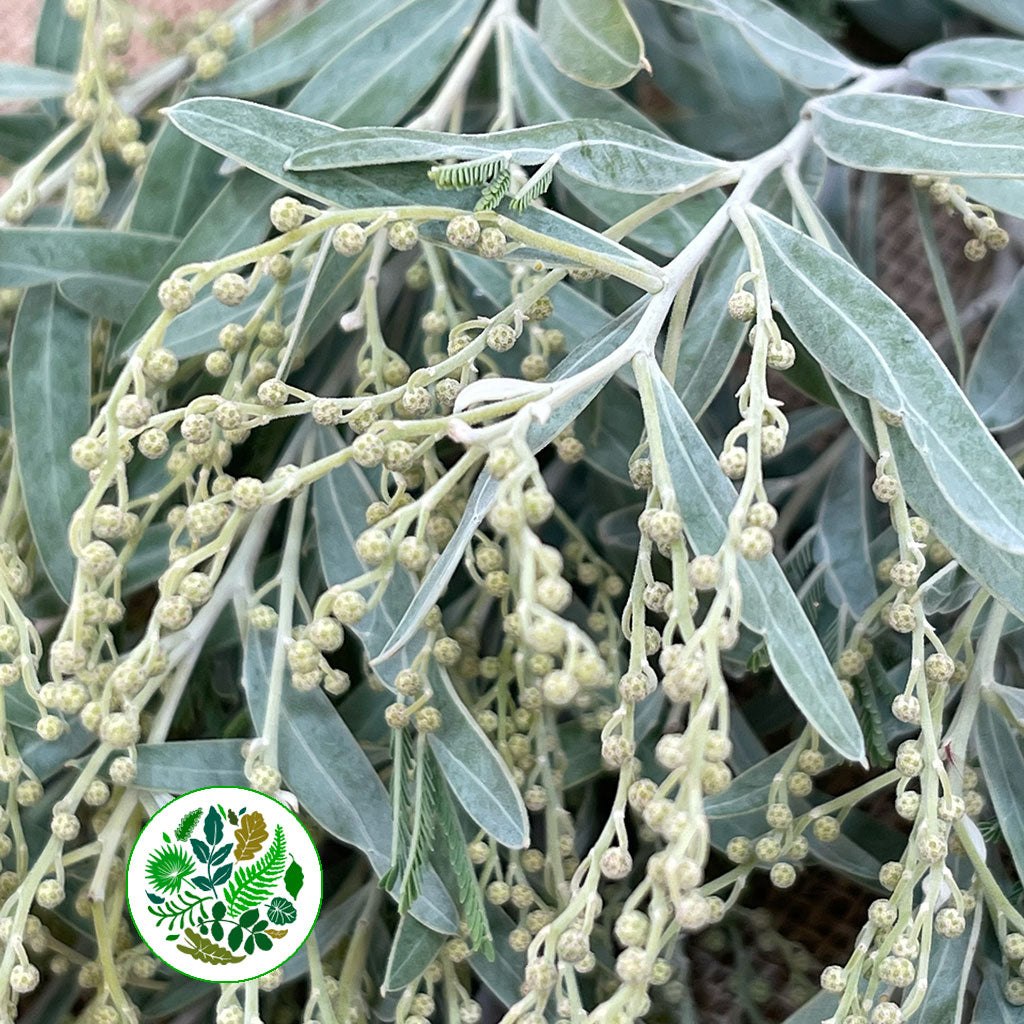 Mimosa &#39;Hamburiana&#39; (Acacia) (Various Sizes)