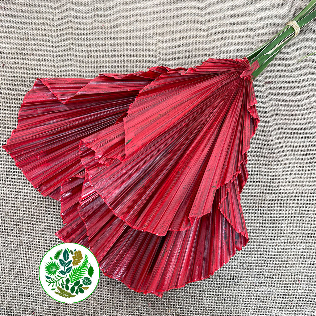 Palm 'Washingtonia' (Painted) (Various Colours)