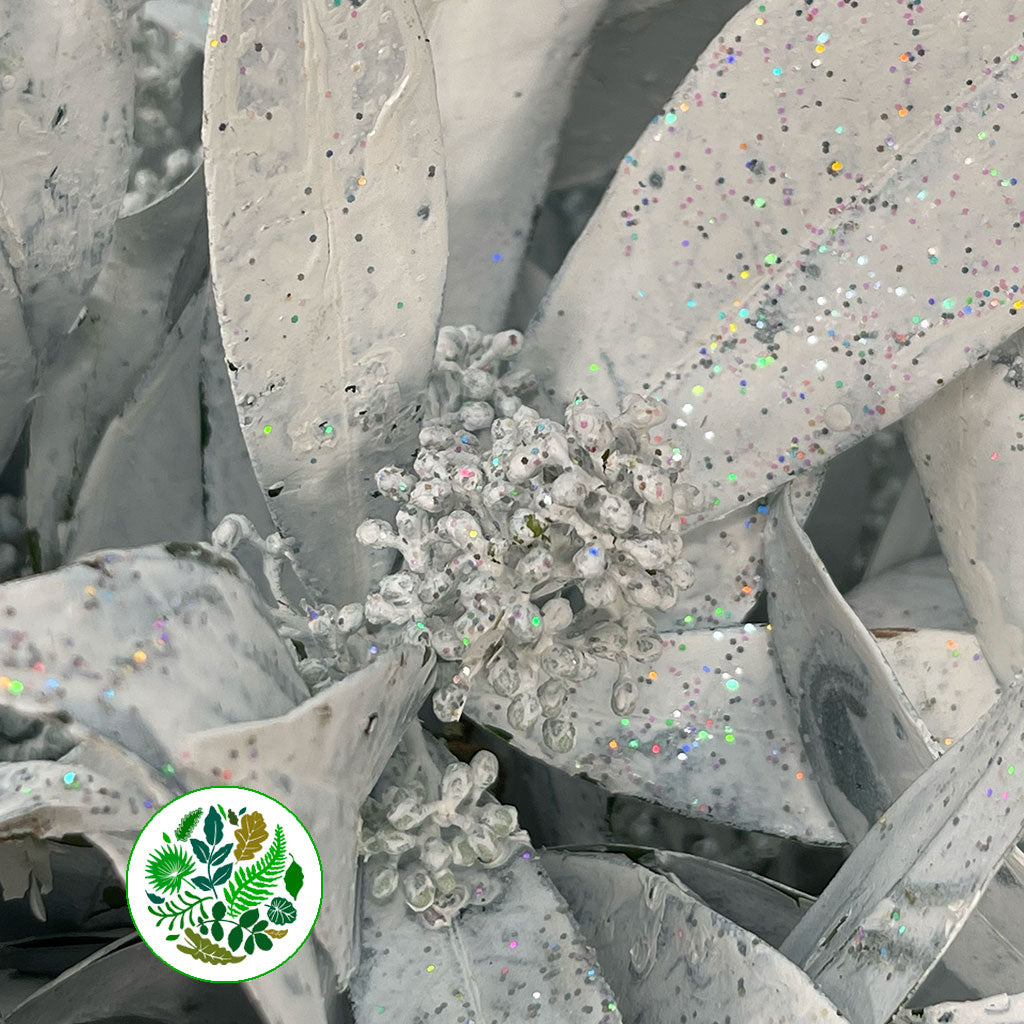 Skimmia (Painted) (Various Colours)