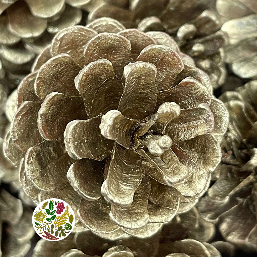 Cones 'Nigra' (Painted) (DRY) (Various Colours)