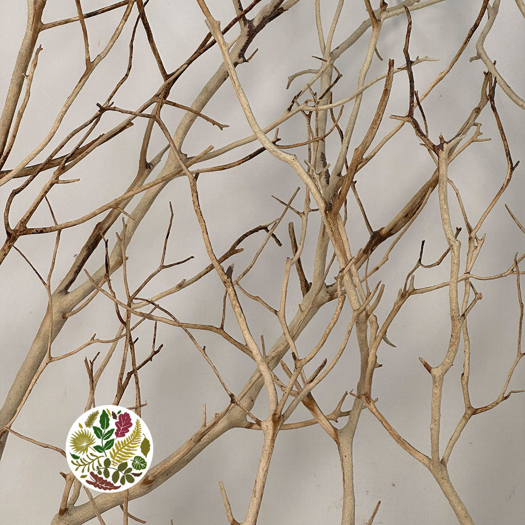 Twigs &#39;Manzanita&#39; (Sand Blasted) (DRY) (Various Sizes)