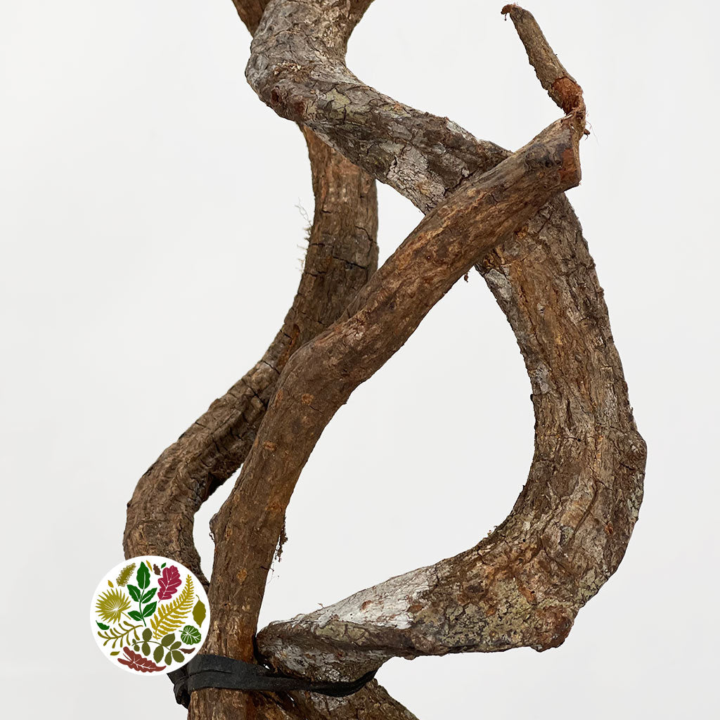 Curly Vine &#39;Stems&#39; (Natural) (DRY) (Various Sizes)