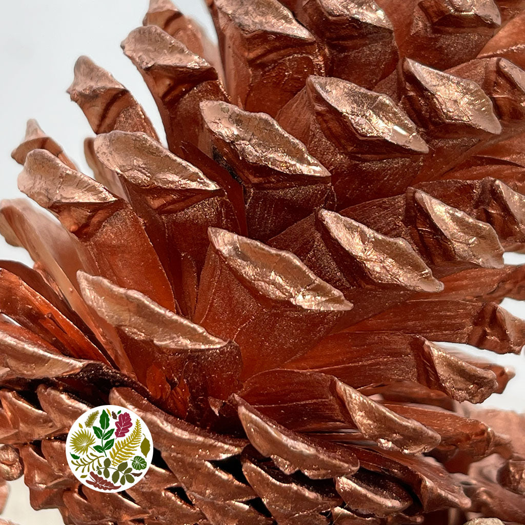 Cones 'Maritima' (Painted) 10-14cm (DRY) (Various Colours)