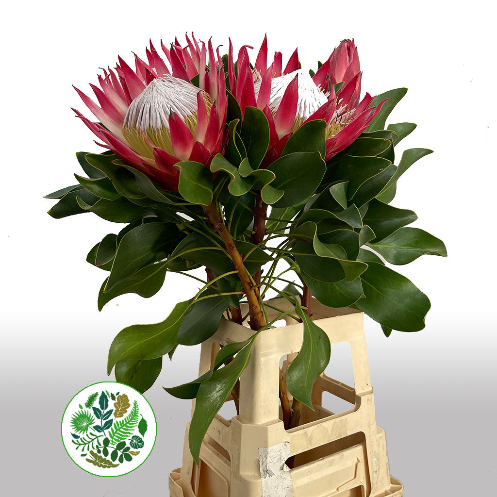 Protea 'Cynaroides' (Madiba) (Various lengths)