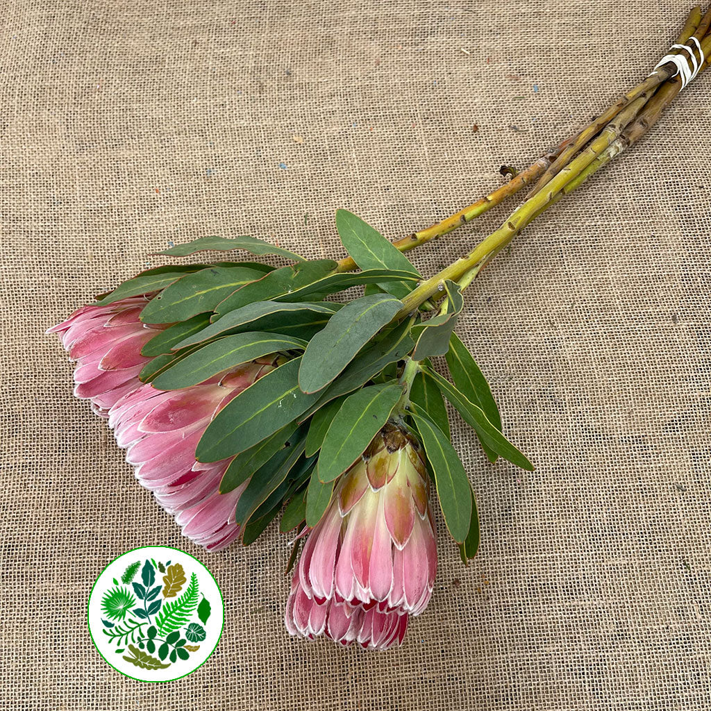 Protea 'Carnival' (Various lengths)