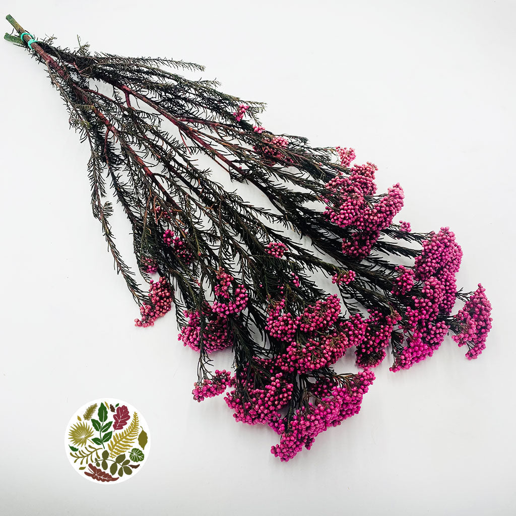 Rice Flower (Various Colours) (DRY) 70cm (100g)
