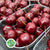 Waxed 'Crab Apples' (Various Colours) (Small Tray)