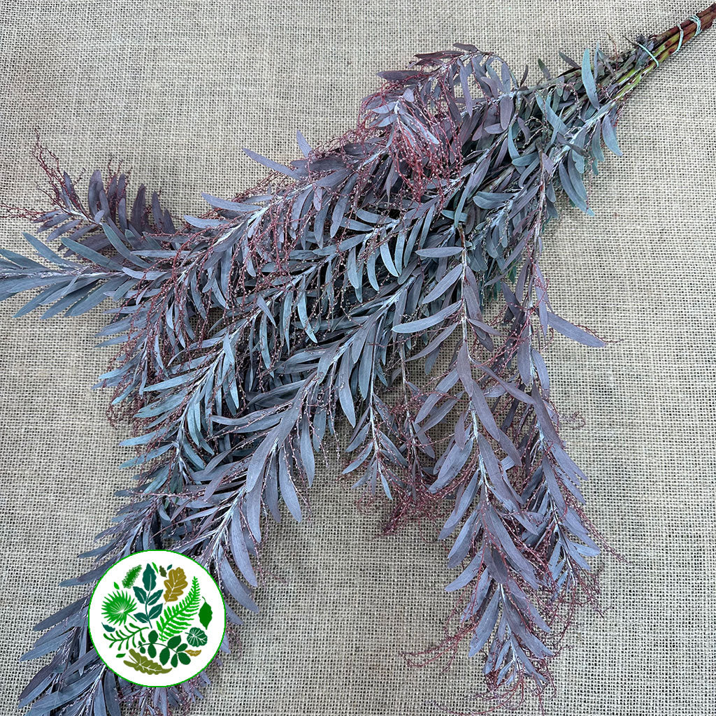 Mimosa &#39;Silver Moon&#39; Red Aspirated 60cm 200g