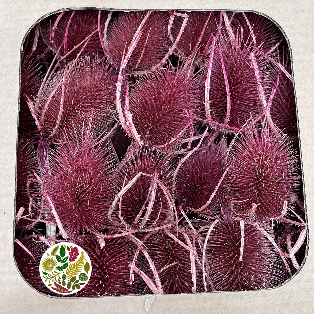 Thistle 'Heads' (Coloured/Bleached) (DRY) (Various Colours)