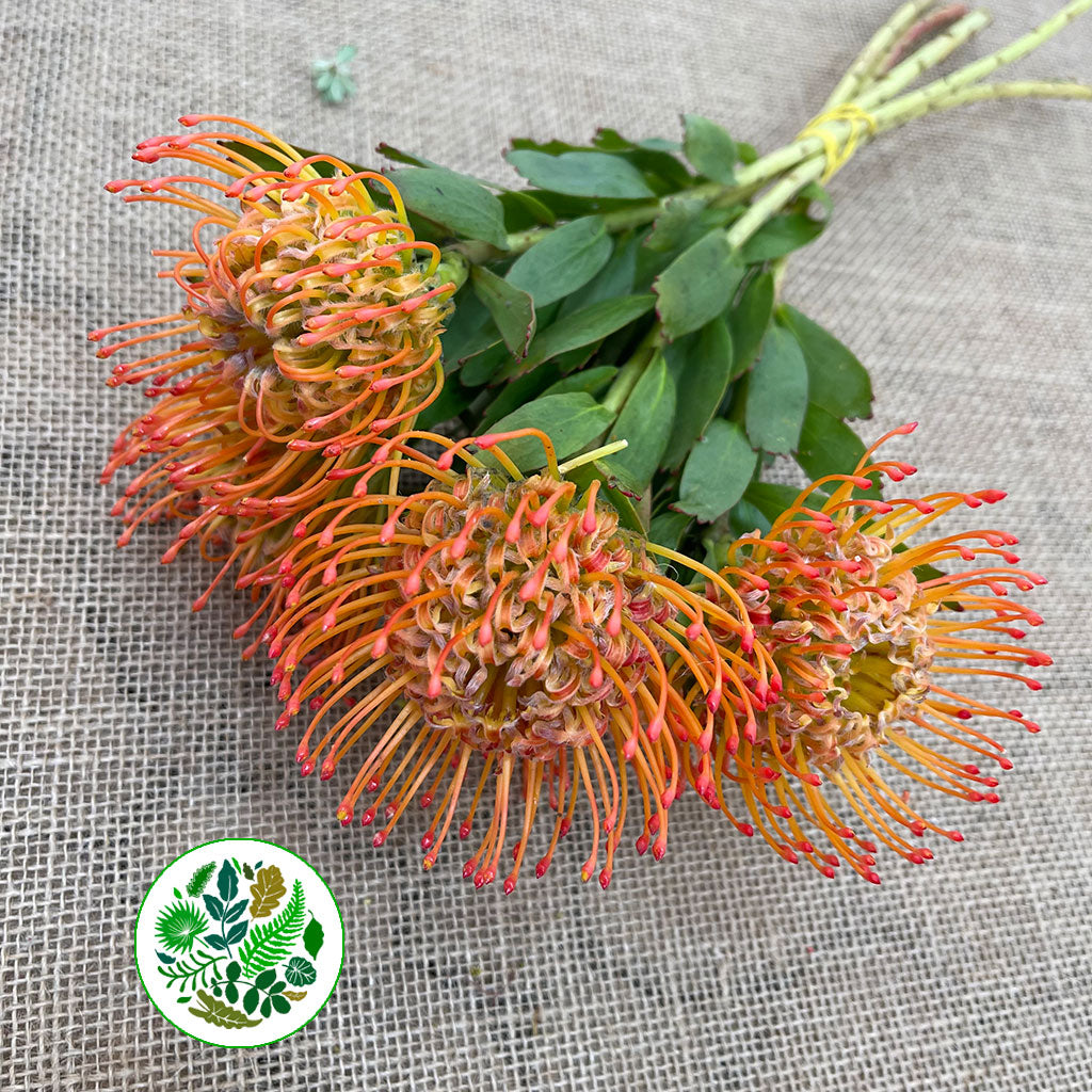 Pincushion Protea &#39;Ayoba&#39; (Various Lengths)