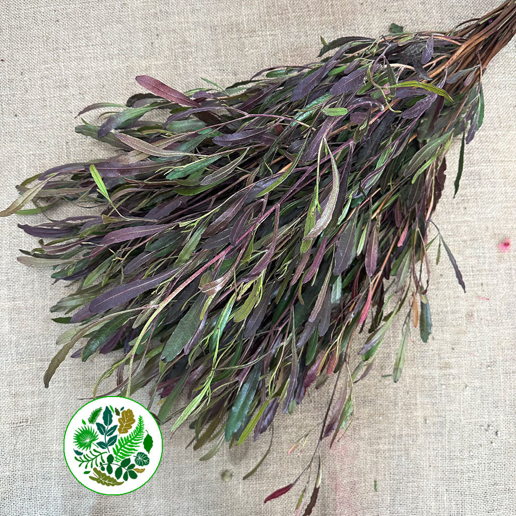 Dodonaea  'Red' 70cm (x5)