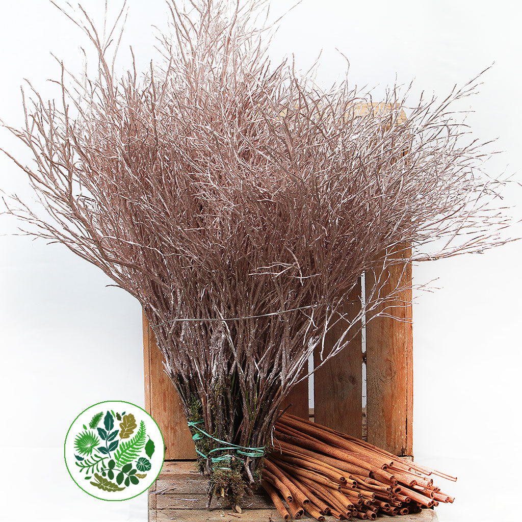 Bog Myrtle &#39;Painted or Glittered&#39; (Various Colours) (Bundle)