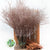 Bog Myrtle 'Painted or Glittered' (Various Colours) (Bundle)