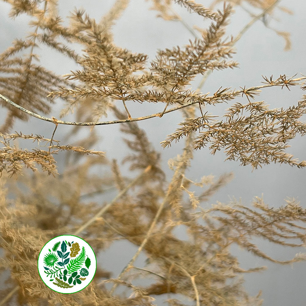 Fern 'Asparagus' (Painted) 85cm (Various Colours) (x50)