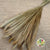 Grass 'Foxtail Grass' (DRY) 75cm
