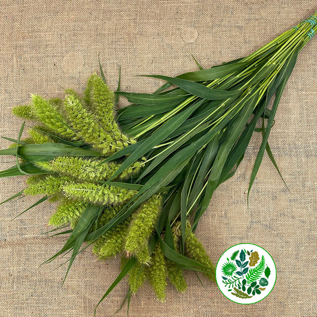 Setaria Italica 'Volle Melk' Grass (Various Lengths)